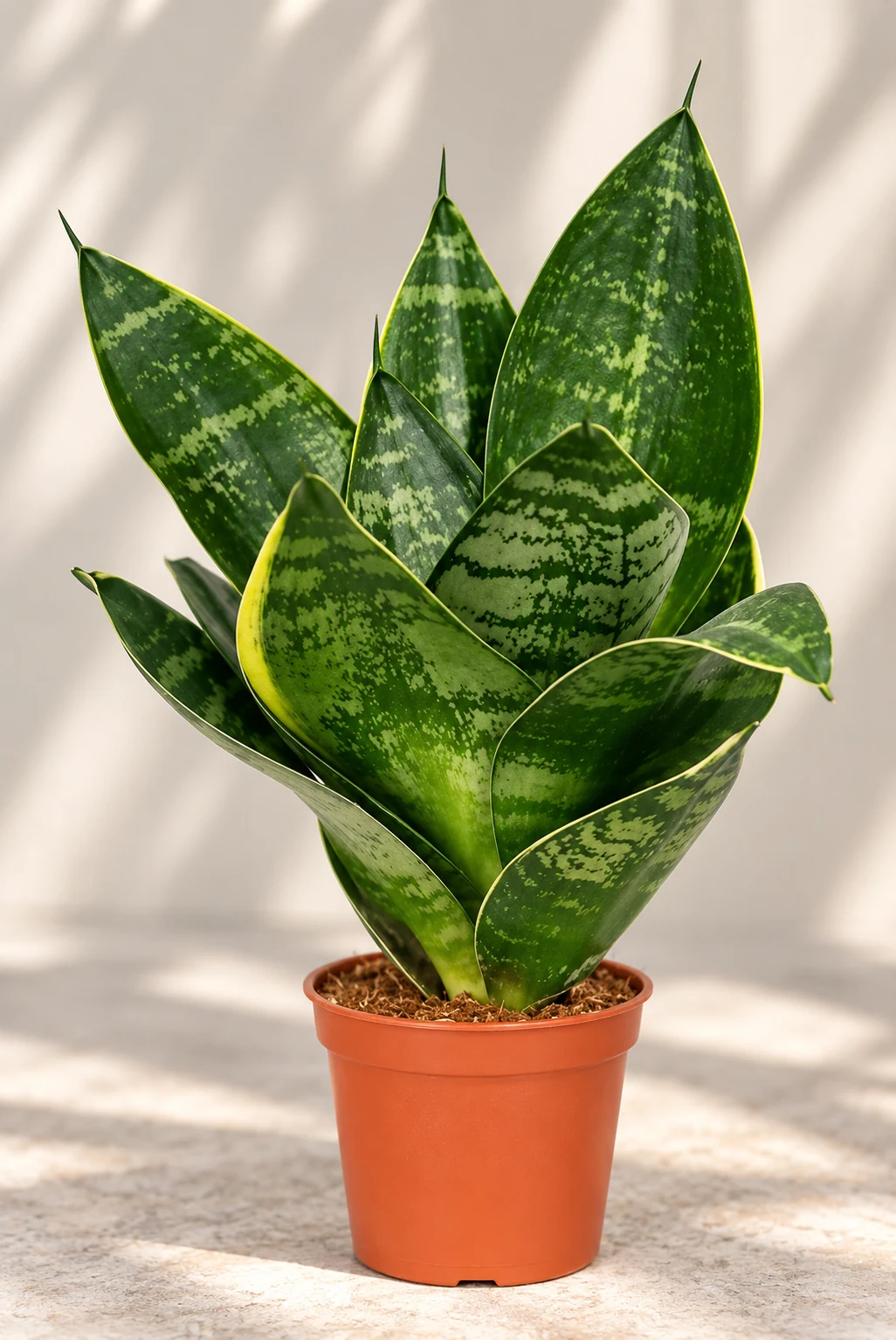 Dracaena trifasciata ‘Hahnii’ en pot de culture, formant une rosette compacte de feuilles courtes, marbrées de vert et bordées de jaune.