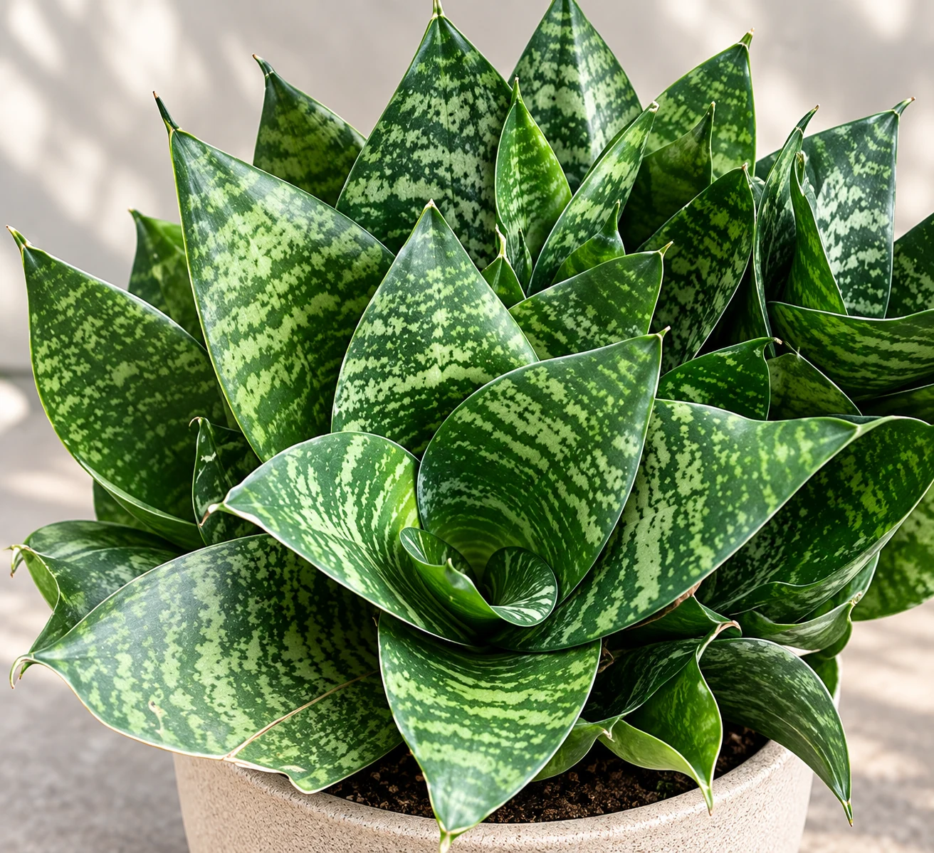 Dracaena trifasciata ‘Hahnii’ en pot clair, formant des rosettes compactes de feuilles vertes pointues et marbrées.