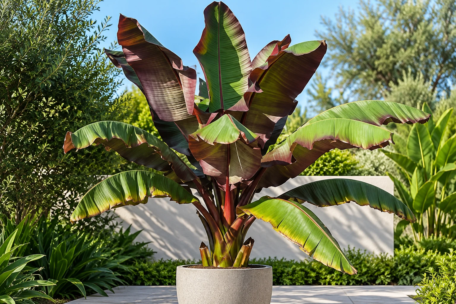 Ensete ventricosum « Maurelii » en grand pot, au feuillage vert largement teinté de rouge pourpre, dans un jardin lumineux.