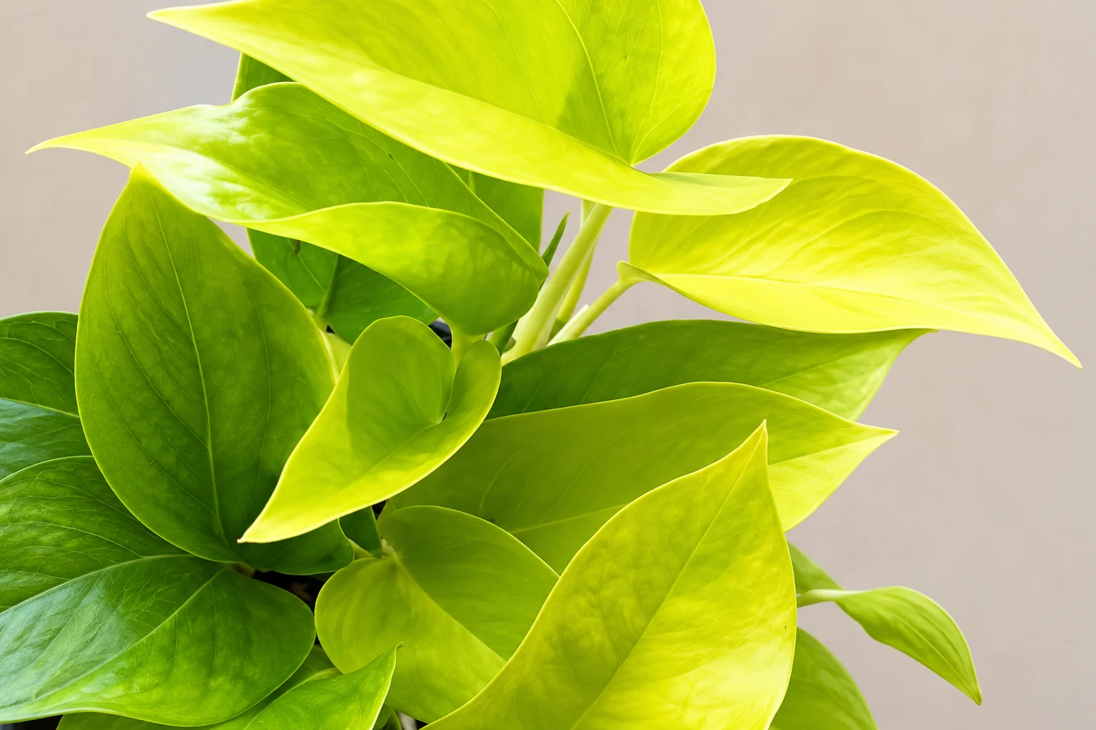 Feuillage dense d’Epipremnum aureum, du vert profond au jaune doré lumineux.