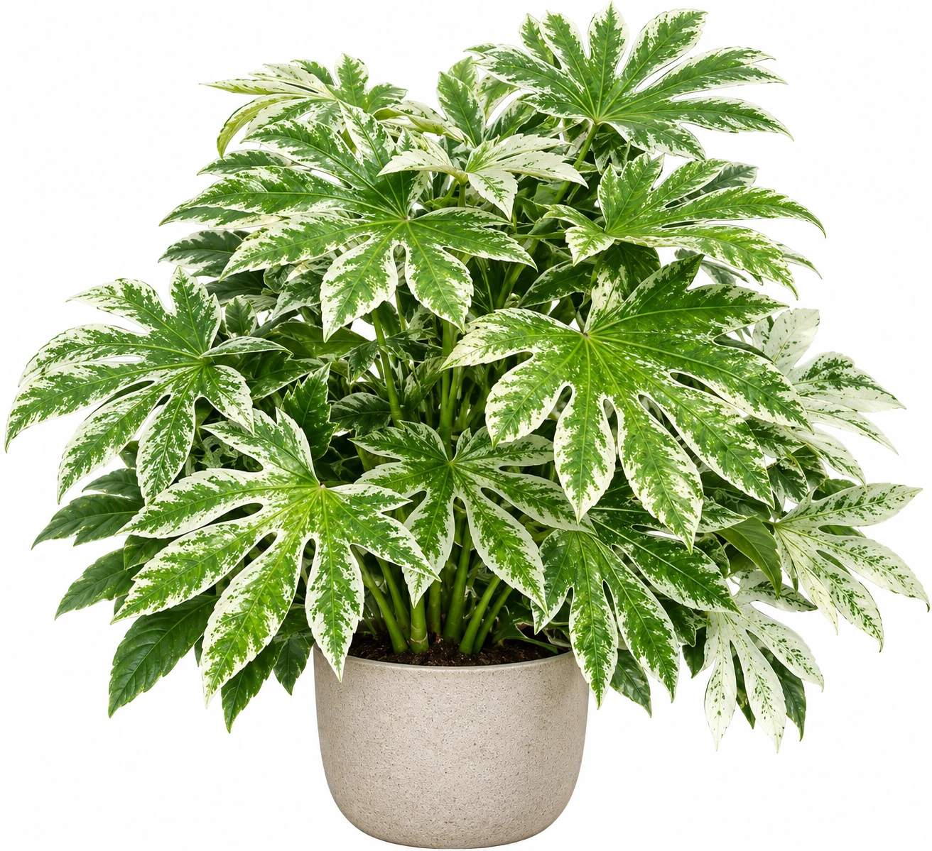 Fatsia japonica ‘Spider’s Web’ en pot, formant une touffe dense de grandes feuilles palmées panachées de vert et de blanc crème.