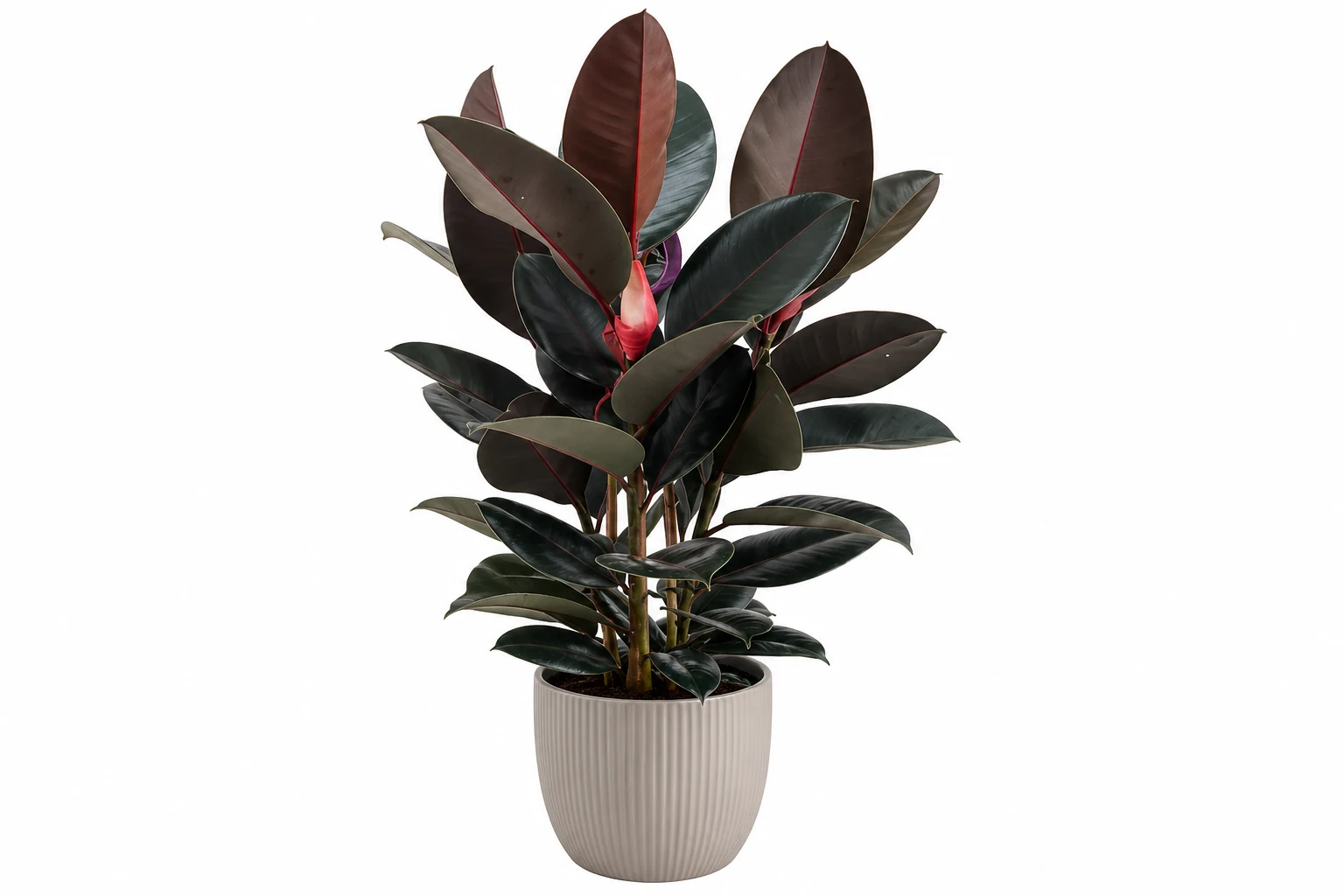 Ficus elastica « Abidjan » en pot clair, aux feuilles épaisses vert très sombre et aux jeunes pousses rouge bronze, sur fond blanc.