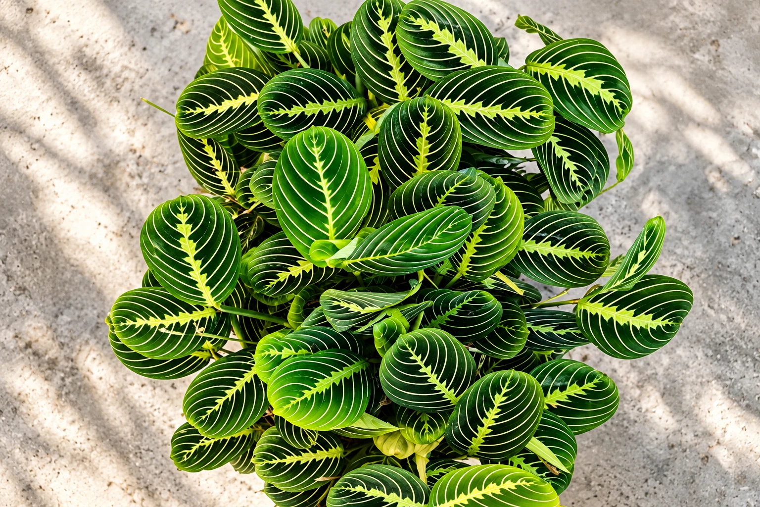 Maranta leuconeura ‘Lemon Lime’ vue de dessus, aux feuilles ovales vert sombre parcourues de nervures citron.
