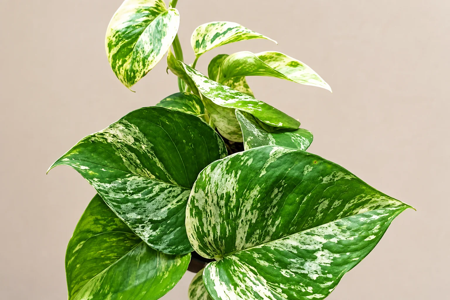 Epipremnum aureum ‘Marble Queen’ aux feuilles vertes largement marbrées de blanc crème.