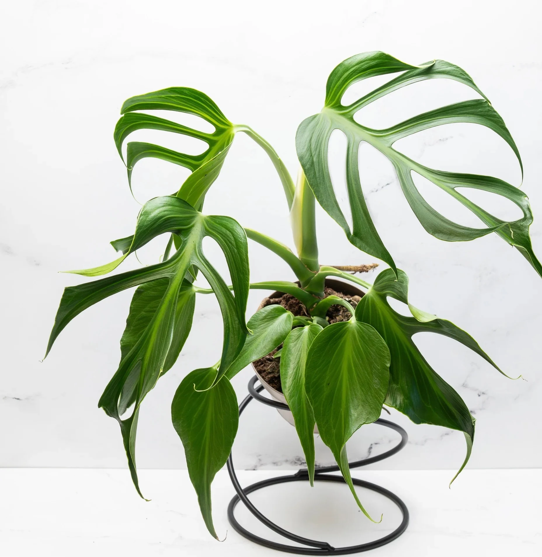 Monstera Burle Marx’s Flame en pot sur un support noir, aux feuilles vertes profondément découpées sur fond blanc.