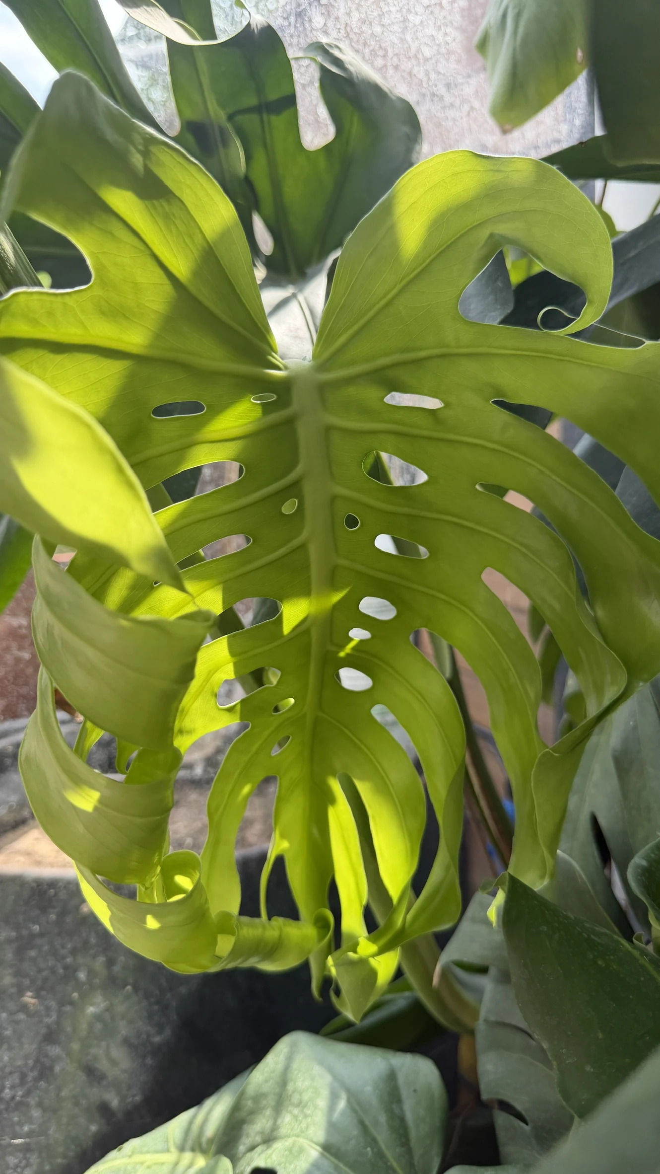 Jeune feuille vert clair de Monstera deliciosa, rétroéclairée et déjà découpée de nombreuses fenestrations.