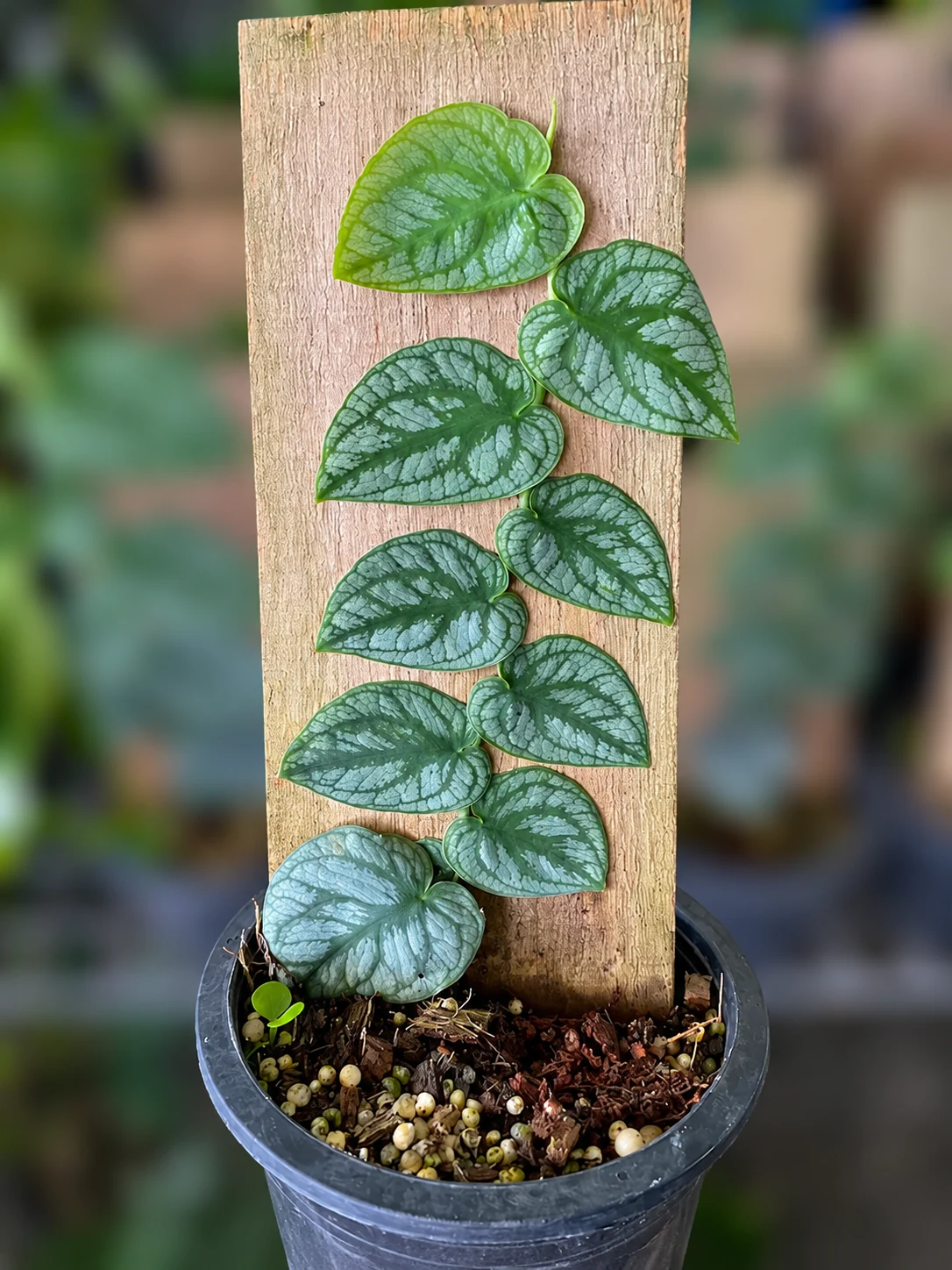 Monstera dubia en pot, aux feuilles vertes et argentées plaquées en alternance contre une planche en bois.