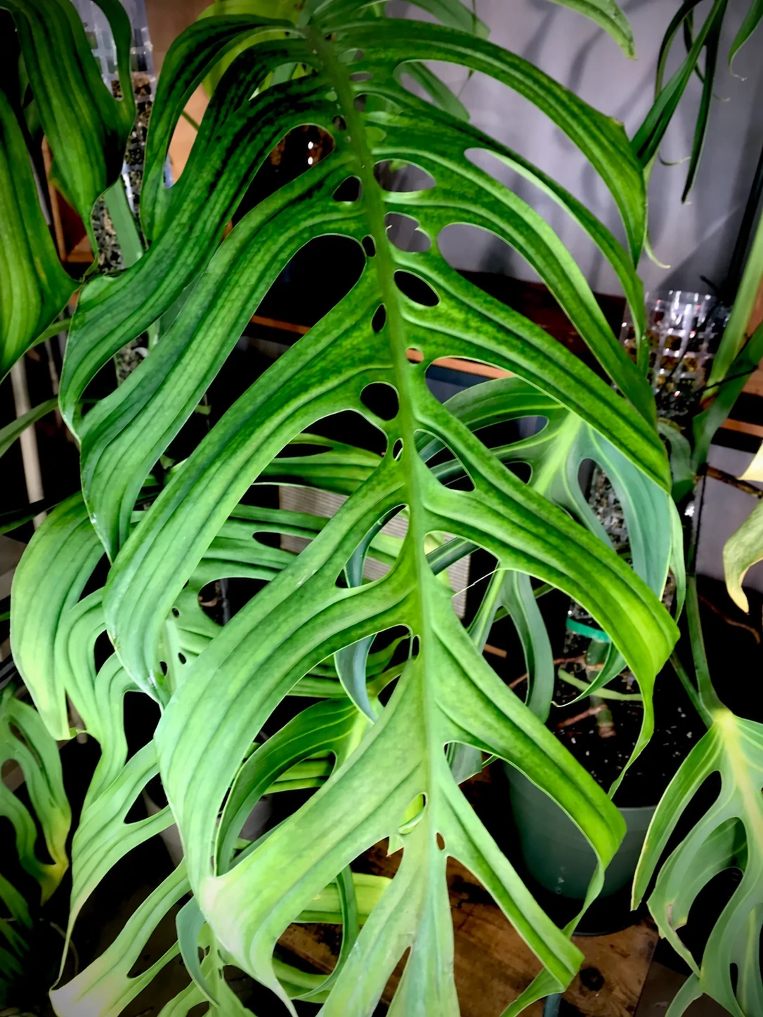 Feuille de Monstera sp. ‘Esqueleto’ vue de près, aux grandes ouvertures allongées de part et d’autre de la nervure centrale.