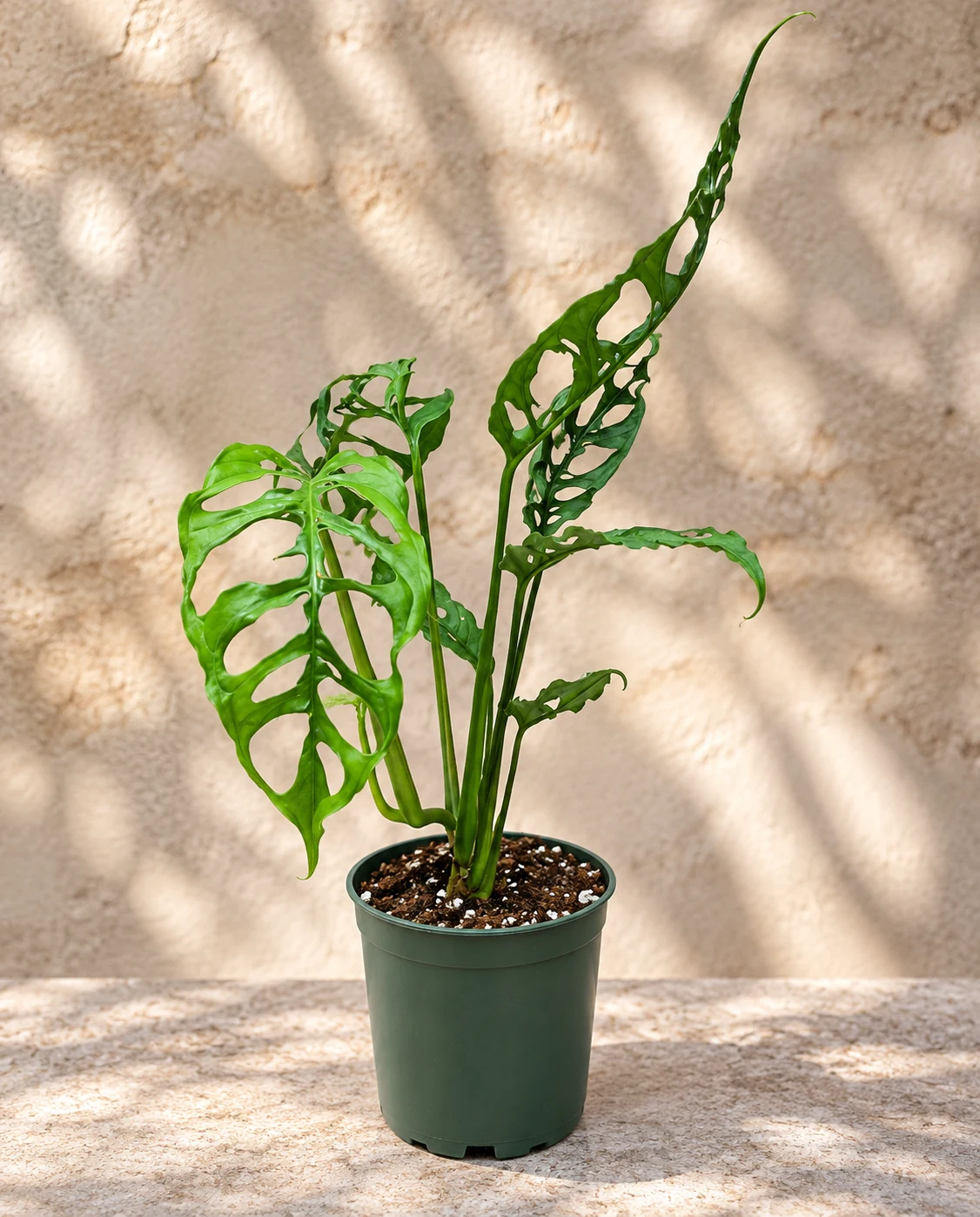 Monstera obliqua « Peru » en pot vert, aux feuilles fines très largement fenestrées, devant un mur clair.