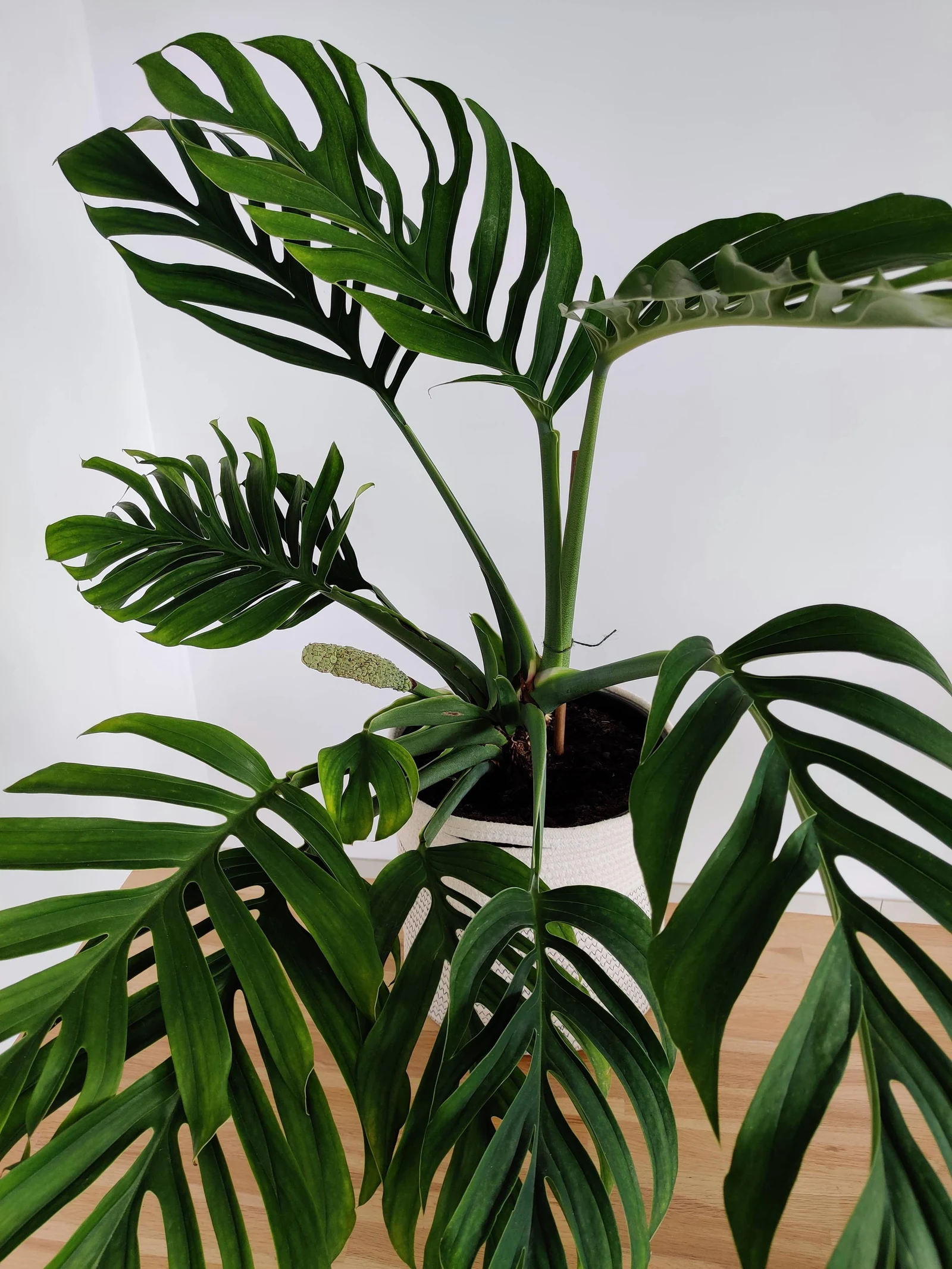 Monstera pinnatipartita en pot, aux grandes feuilles profondément divisées, avec une inflorescence claire près des tiges.