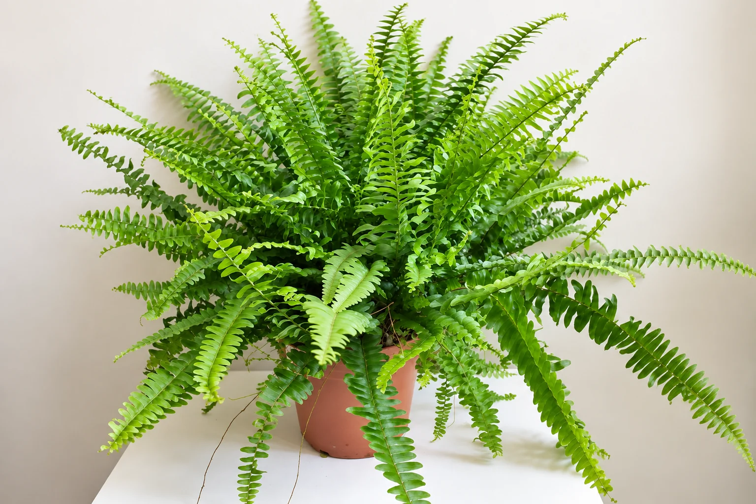 Fougère Nephrolepis exaltata ‘Green Lady’ en pot terre cuite, formant une large touffe de frondes arquées vert vif sur fond clair.