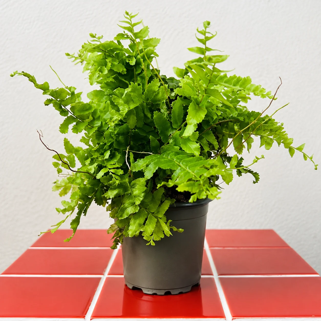 Fougère Nephrolepis exaltata ‘Green Moment’ en pot noir, formant une touffe dense de frondes vert clair sur des carreaux rouges.