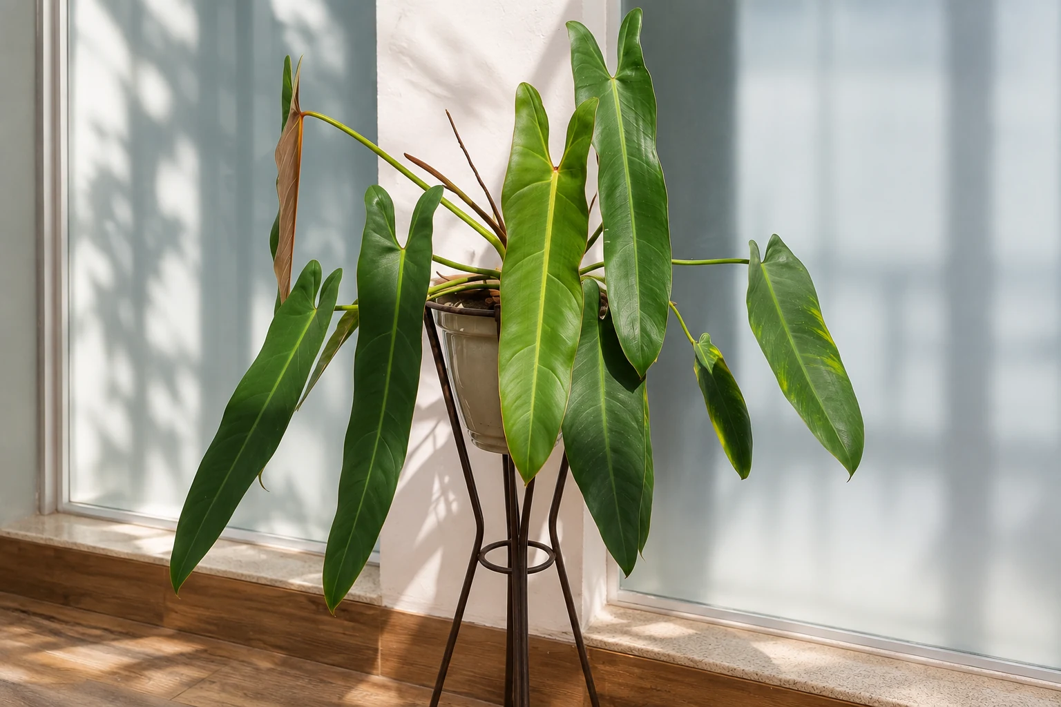 Philodendron spiritus-sancti aux longues feuilles vertes retombantes, en pot sur un support métallique devant des fenêtres.