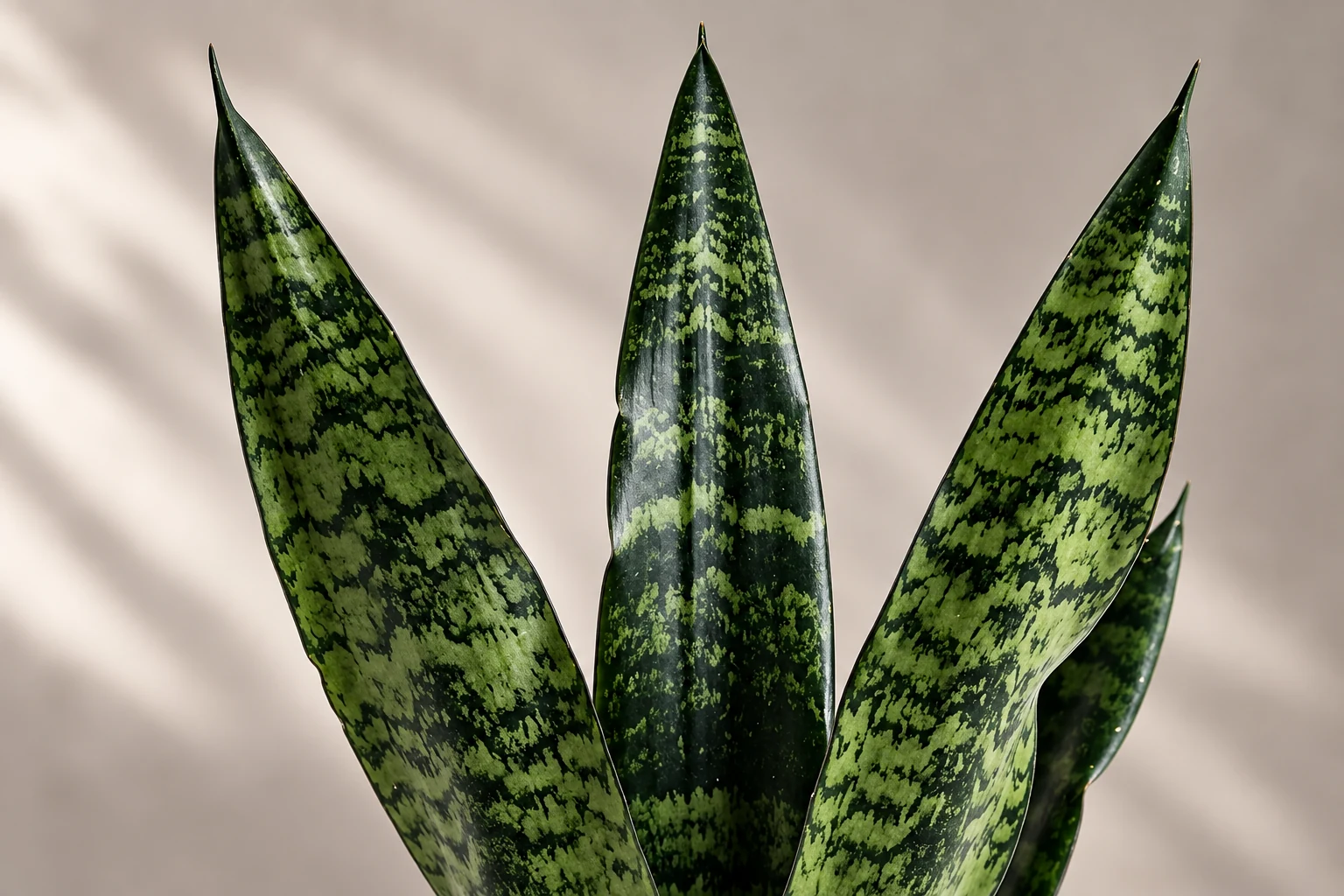 Feuilles dressées et pointues de Dracaena trifasciata ‘Black Diamond’, marbrées de vert clair sur fond vert sombre.