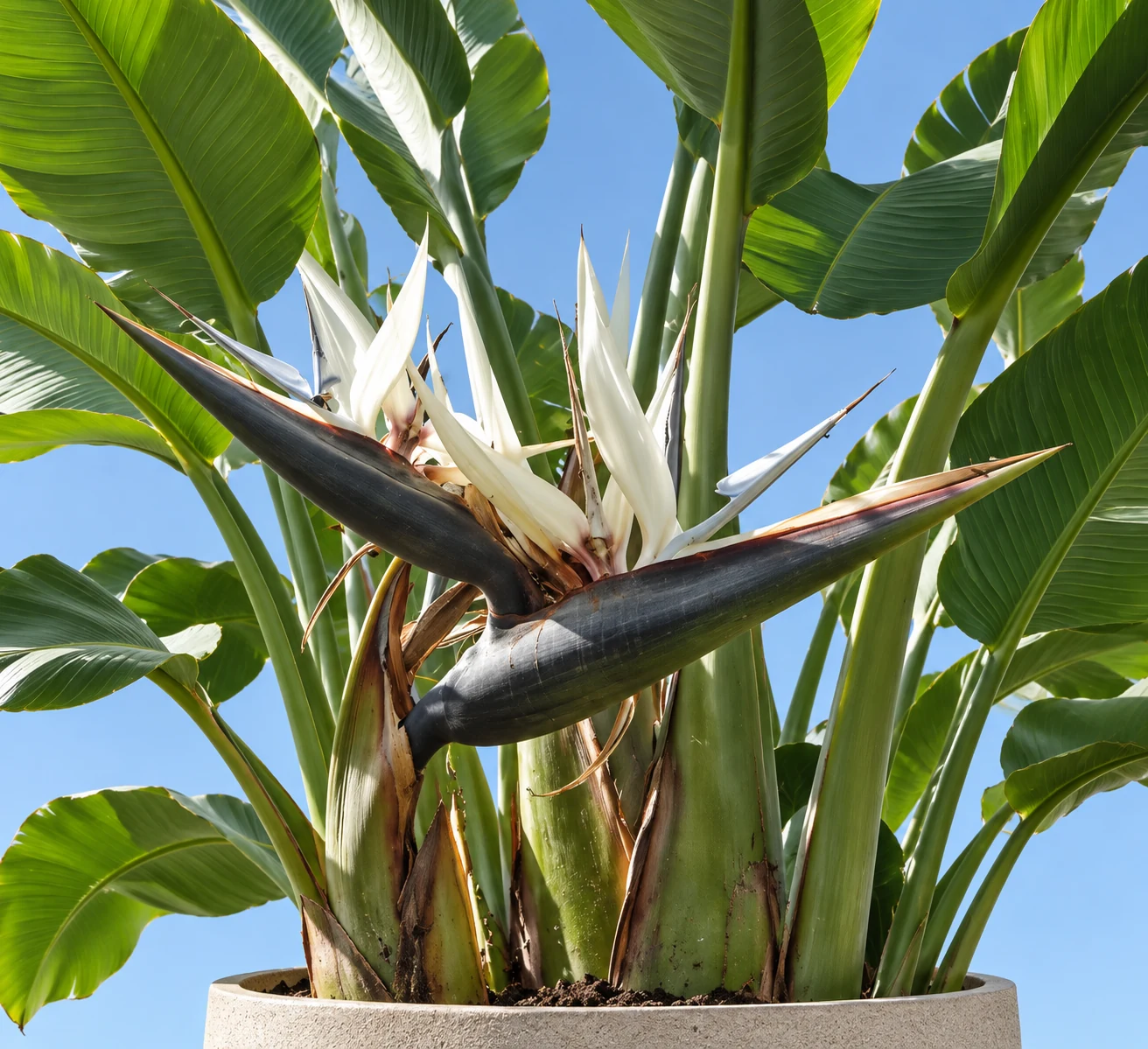 Inflorescence blanche de Strelitzia alba émergeant de grandes spathes sombres, sous un feuillage vert devant un ciel bleu.