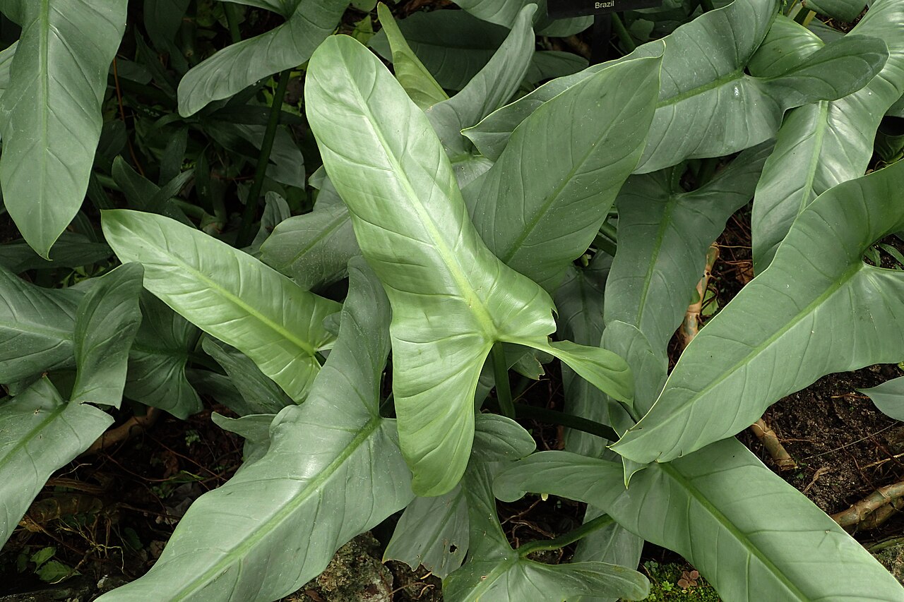 Feuillage argenté d’un Philodendron hastatum