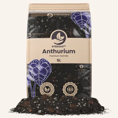 Conditionnement Sybotanica — Anthurium Mix
