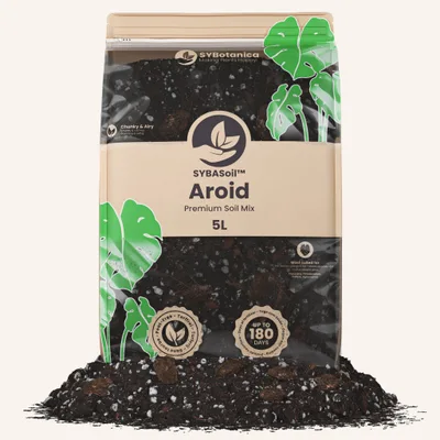 Conditionnement Sybotanica — Aroid Mix (Monstera e.t.c.)