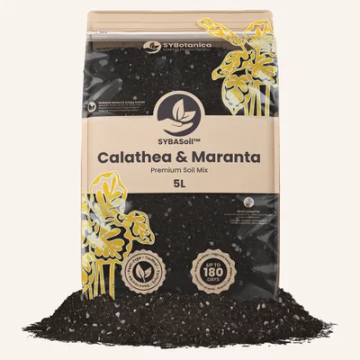 Conditionnement Sybotanica — Calathea & Maranta Mix