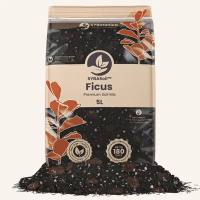 Conditionnement Sybotanica — Ficus Mix