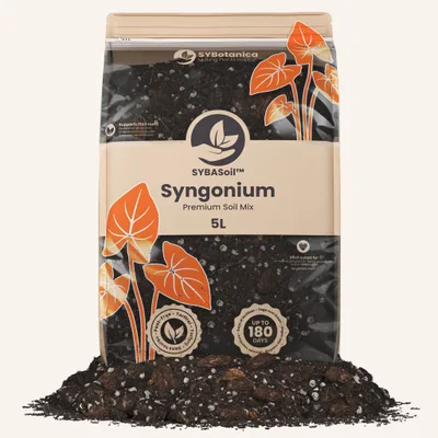 Conditionnement Sybotanica — Syngonium Mix