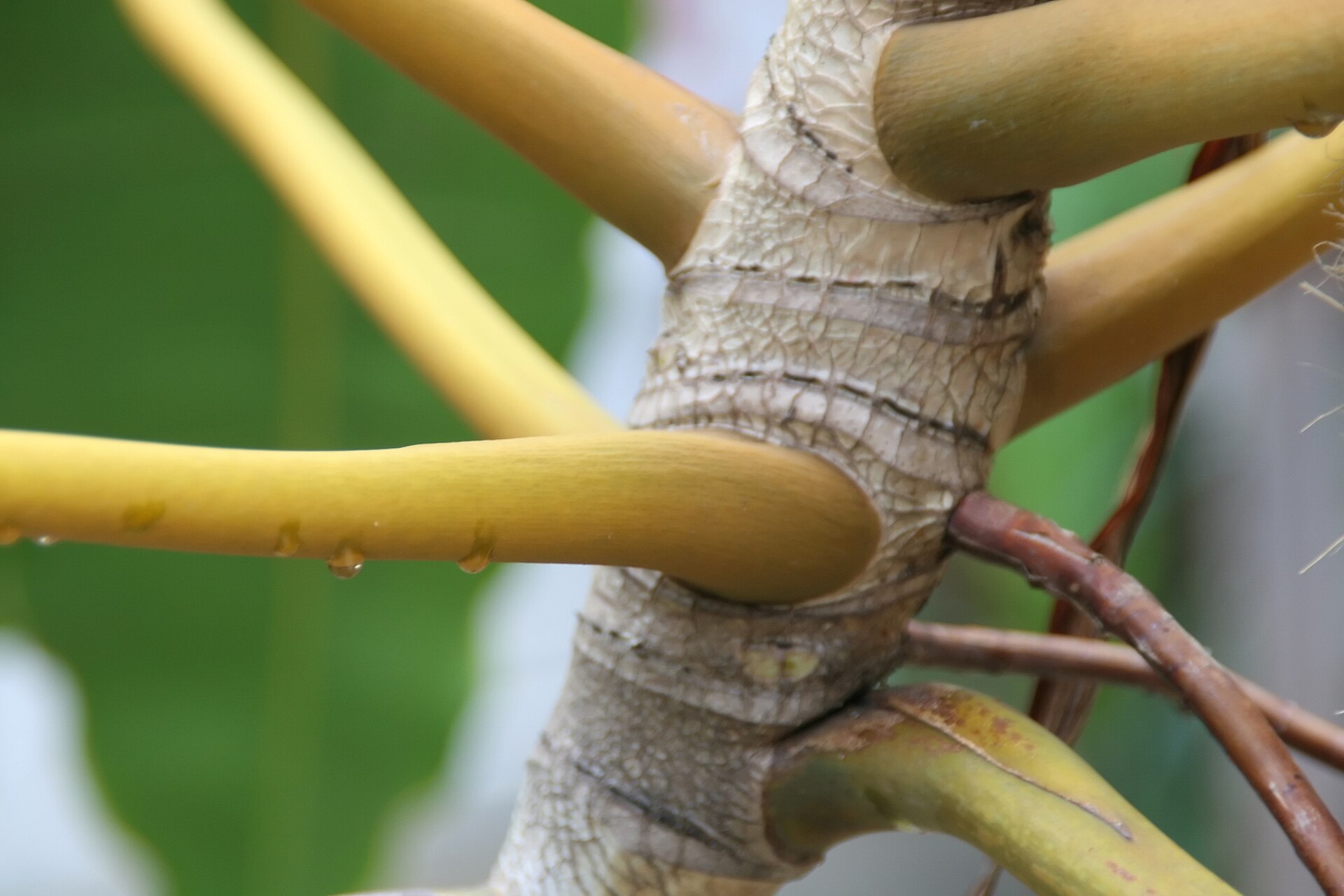 Pétioles jaune orangé caractéristiques du Philodendron billietiae