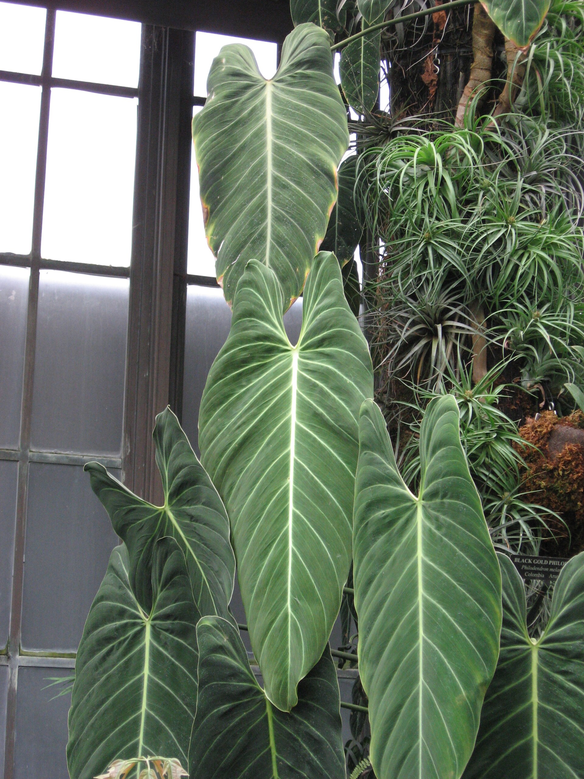 Philodendron melanochrysum réel aux feuilles sombres veloutées