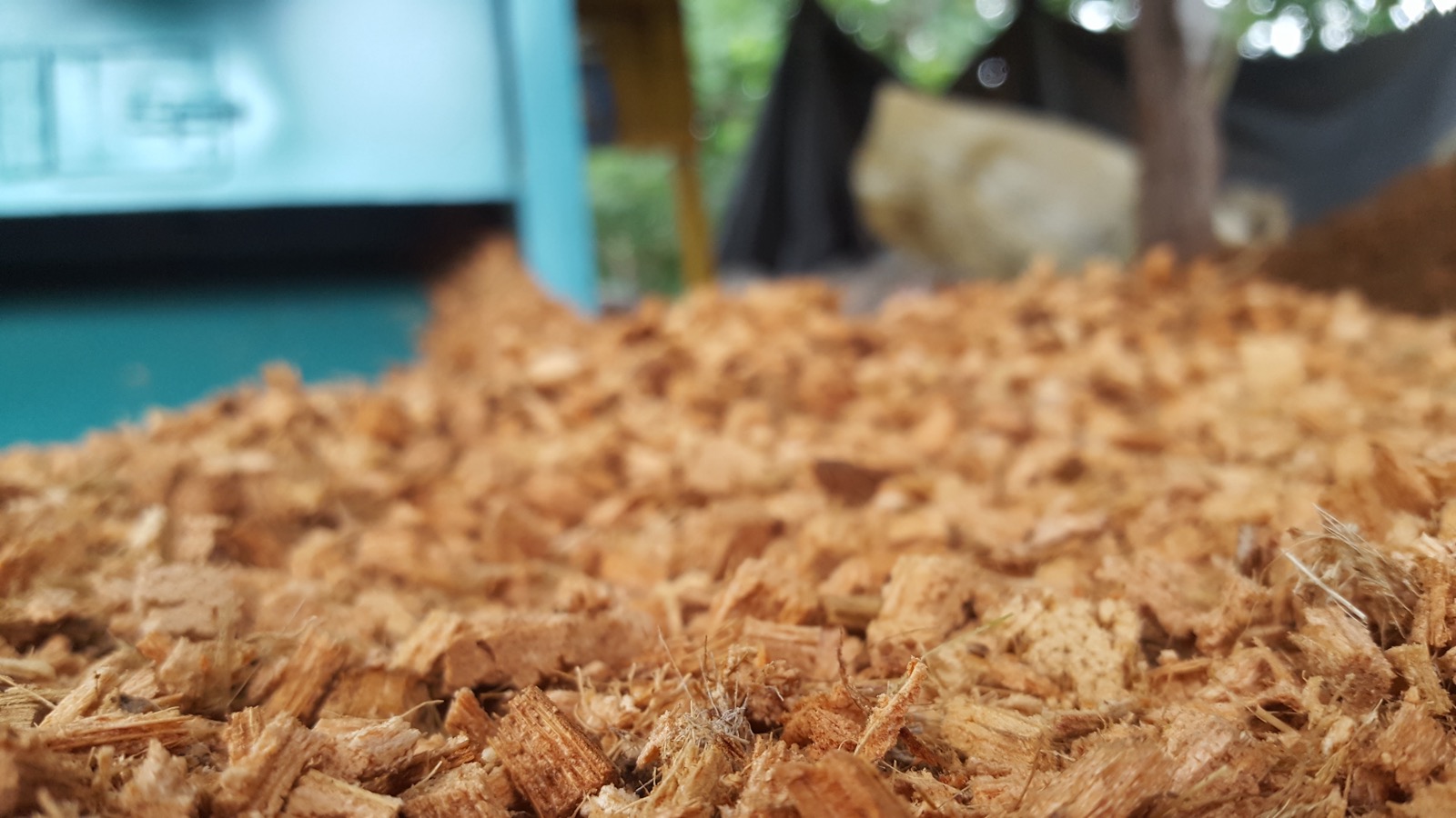 Chips de coco fibreuses pour substrat de plantes tropicales