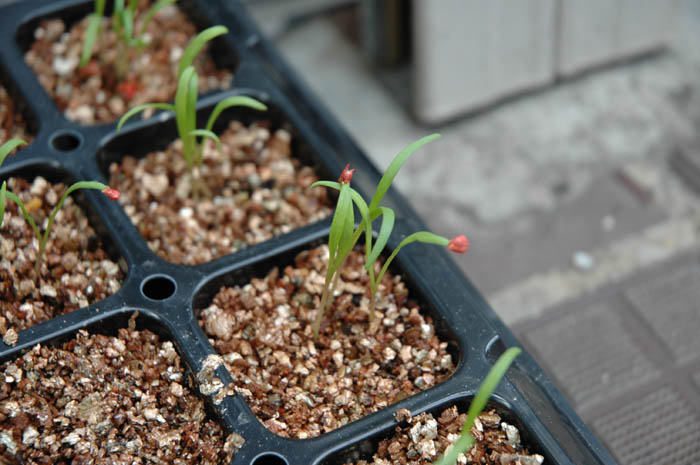Vermiculite horticole dorée pour retenir l’humidité des semis